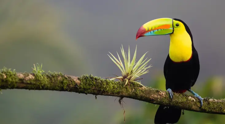 Costa Rica alberga el 5% de la biodiversidad mundial